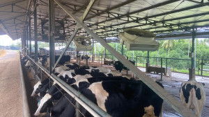 Pelaku Usaha Impor Sapi Perah Mulai Produksi Susu! Kementan Dorong Kemitraan